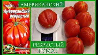 СЛАДКИЕ, УРОЖАЙНЫЕ ТОМАТЫ-ГИГАНТЫ *МОЙ ОПЫТ ВЫРАЩИВАНИЯ *АМЕРИКАНСКИЙ РЕБРИСТЫЙ* ОБЗОР УРОЖАЯ СЛАДКИЕ, УРОЖАЙНЫЕ ТОМАТЫ-ГИГАНТЫ *МОЙ ОПЫТ ВЫРАЩИВАНИЯ *АМЕРИКАНСКИЙ РЕБРИСТЫЙ* ОБЗОР УРОЖАЯ