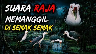 Suara Raja Ruak Ruak Memanggil Pasukan Datang Pikat Ampuh Mp3