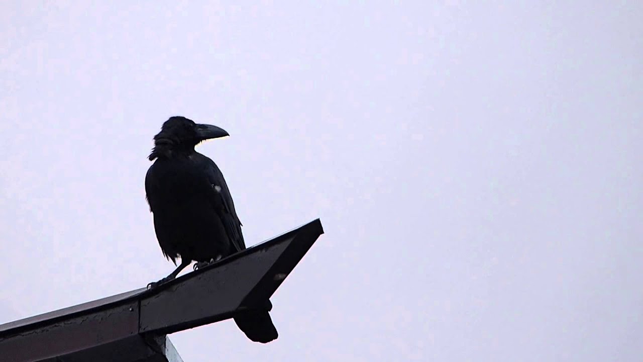 Morning Call of Jungle Crow ハシブトガラス♪＠鳥衾（雀瓦）