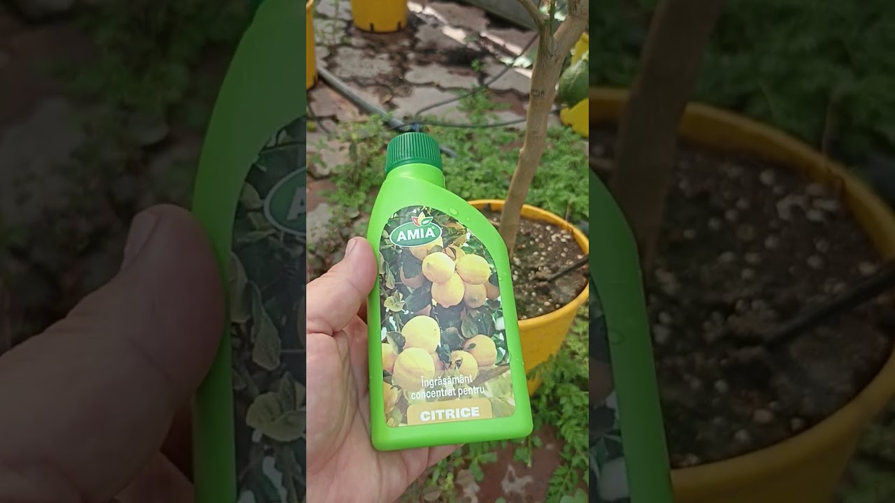 Ce facem când cad frunzele lămâiului?