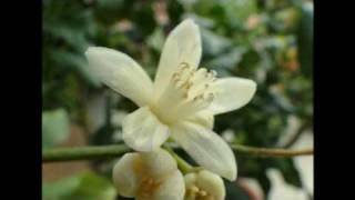 fiori.avi