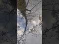 桜の木の下で会いましょう