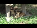 ライオン園　お母さんを呼ぶ仔ライオン達　ナナお母さんとイチゴとニイナ　多摩動物公園