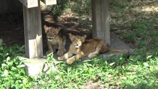 ライオン園　お母さんを呼ぶ仔ライオン達　ナナお母さんとイチゴとニイナ　多摩動物公園