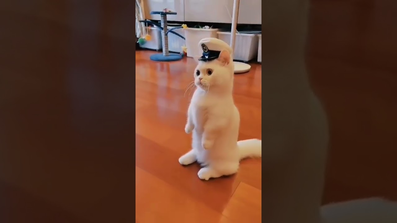 I'm a kitten captain