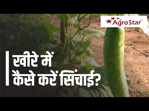 खीरे के लिए सिंचाई प्रबंधन!  #AgroStar #Irrigation #Cucumber - खीरे के लिए सिंचाई प्रबंधन!  #AgroStar #Irrigation #Cucumber