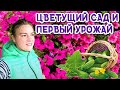 Урожайный сад и огород своими руками | Дачные советы