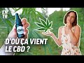 Jai test pour vous  comment on fabrique du cbd 