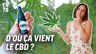 J'ai testé pour vous : comment on fabrique du CBD ?