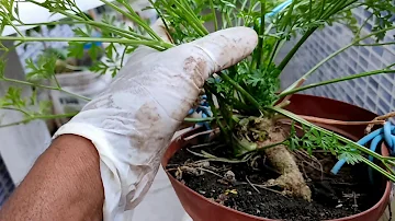 Como fazer mudas de salsinha na água?