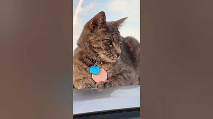 Video 10679991: cat kitten cutecat pets, pets cutecat baby cat, kitten kittycat pets, kitten pets funny cutecat, cat kitten cute pets, kittens growing