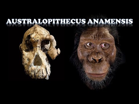 Australopithecus anamensis