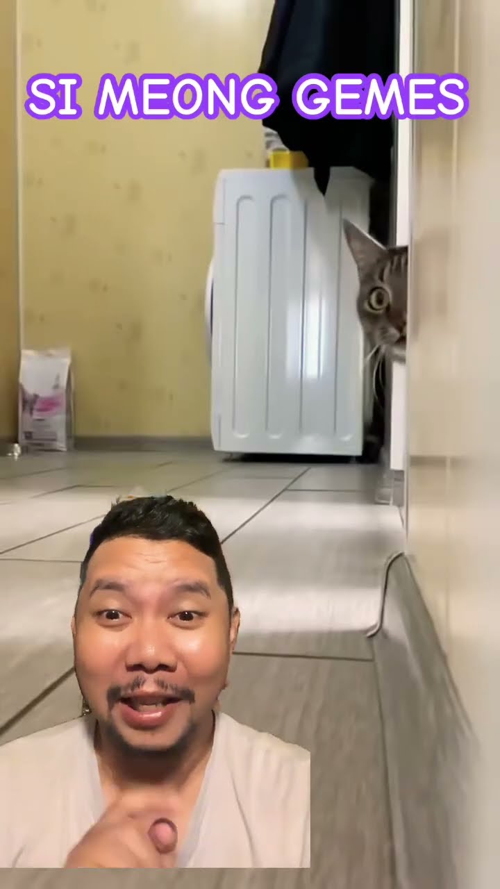 SI MEONG GEMES TUKANG NGINTIP!!?? #cat #catfancy #funny #catlover #fancycat