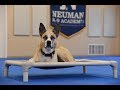 Athena - Boot Camp Dog Training Video Demonstration Athena - Boot Camp Dog Training Video Demonstration