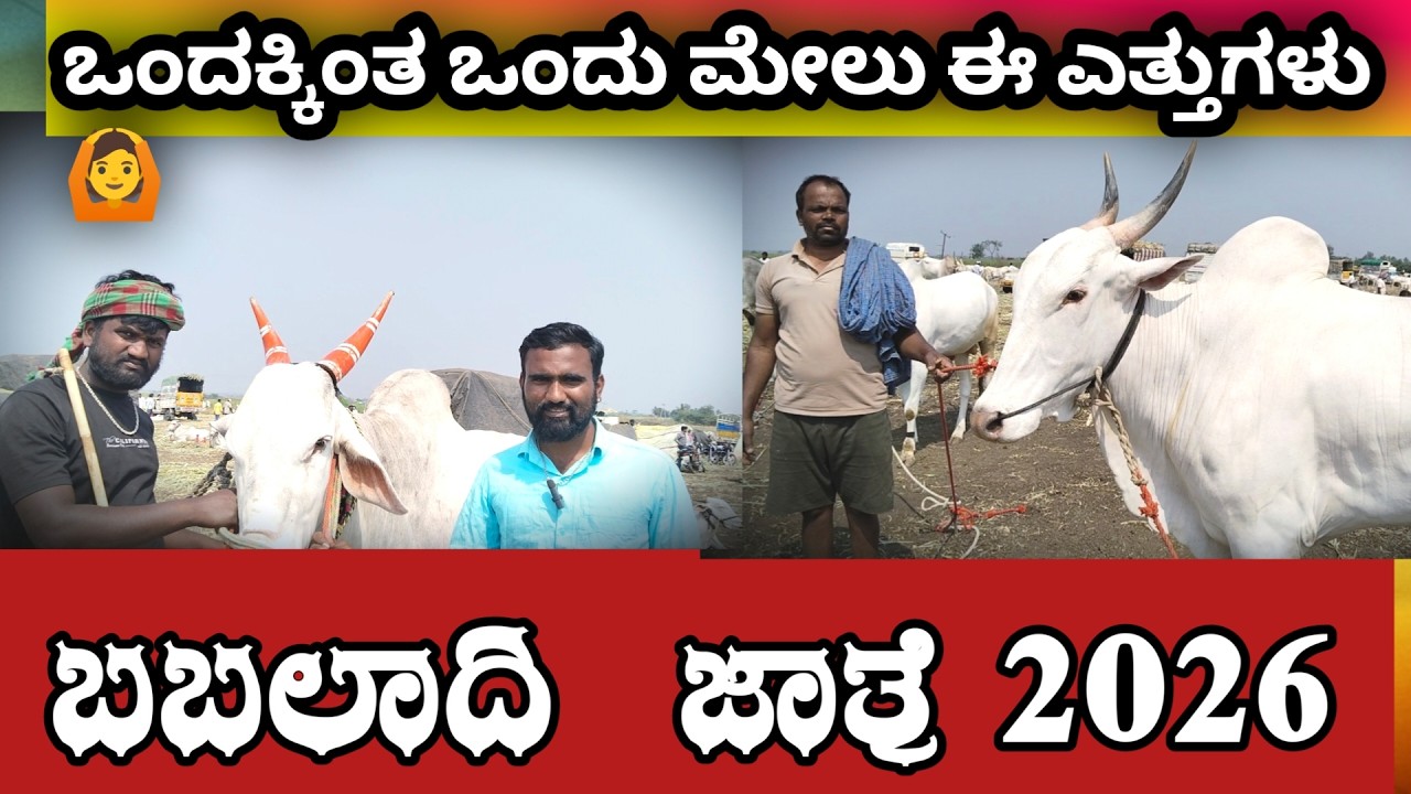 ಬಬಲಾದಿ ಜಾತ್ರೆ / ಎಲ್ಲಿ ನೋಡಿದರೂ ಎತ್ತು ಹೋರಿಗಳು / ನೋಡಿ ನೋಡಿ ಸುಸ್ತು ಆತು ||| Babaladi