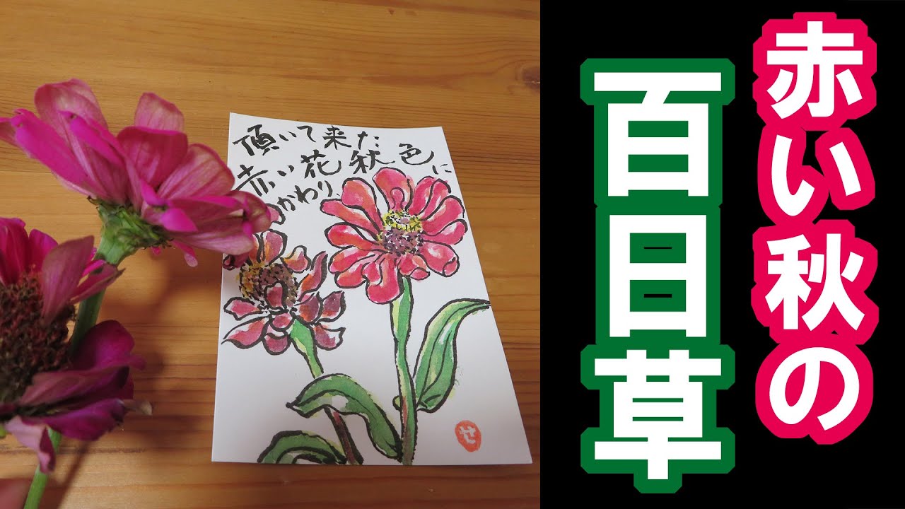 絵手紙 秋 042 赤い秋の百日草 顔彩 1 5倍速 Youtube