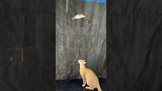 Smart Cat 😂 #cat #ytshorts #shorts