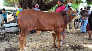 7 million!! Super Simmental, a potential jumbo!! Prices plummet during Ramadan!! Tuban Cattle Market