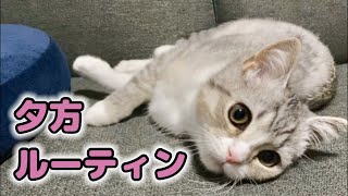 うちの子猫の夕方ルーティンがこちらです笑【スコティッシュフォールド】