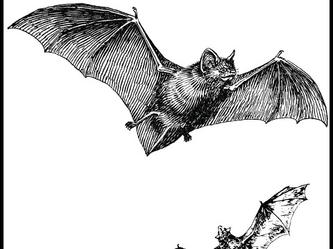 Vídeo: A pipistrelle oriental migra?