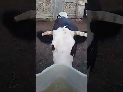 Корова показала свой язык, или хотела меня сожрать#shorts #миниферма #жизньвдеревне #рекомендации