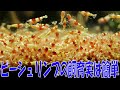 高級レッドビーシュリンプ水槽立ち上げPart3【アクアリウム水槽熱帯魚】
