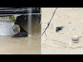 (Video) Lelaki Pertaruh Nyawa Redah Banjir Demi Selamatkan Anjing Tersankut