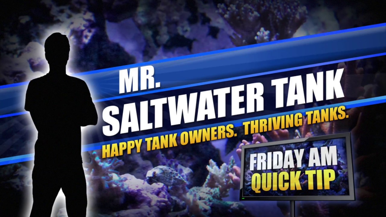 saltwater sushi & burger Why I Select Juvenile Fish For My Saltwater Tank (Corrected)