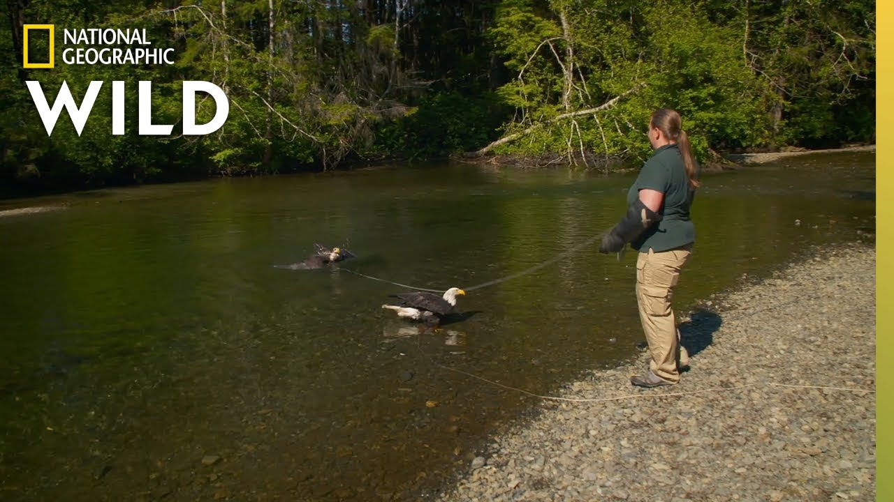 ⁣Two Eagles Take a Bath | Alaska Animal Rescue