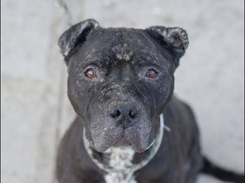 Sweet Throwaway Mama Shar Pei Mastiff Mix Learns To Love Needs A