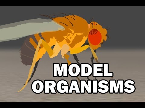 Video: Kodėl s. fimicola idealus organizmas?