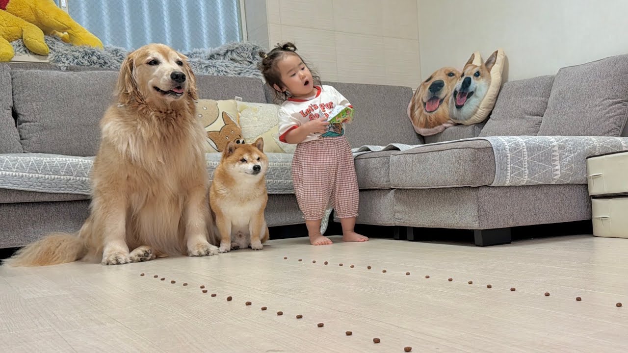 7歳にして意外すぎる特技を見せてくれる豆柴 - YouTube