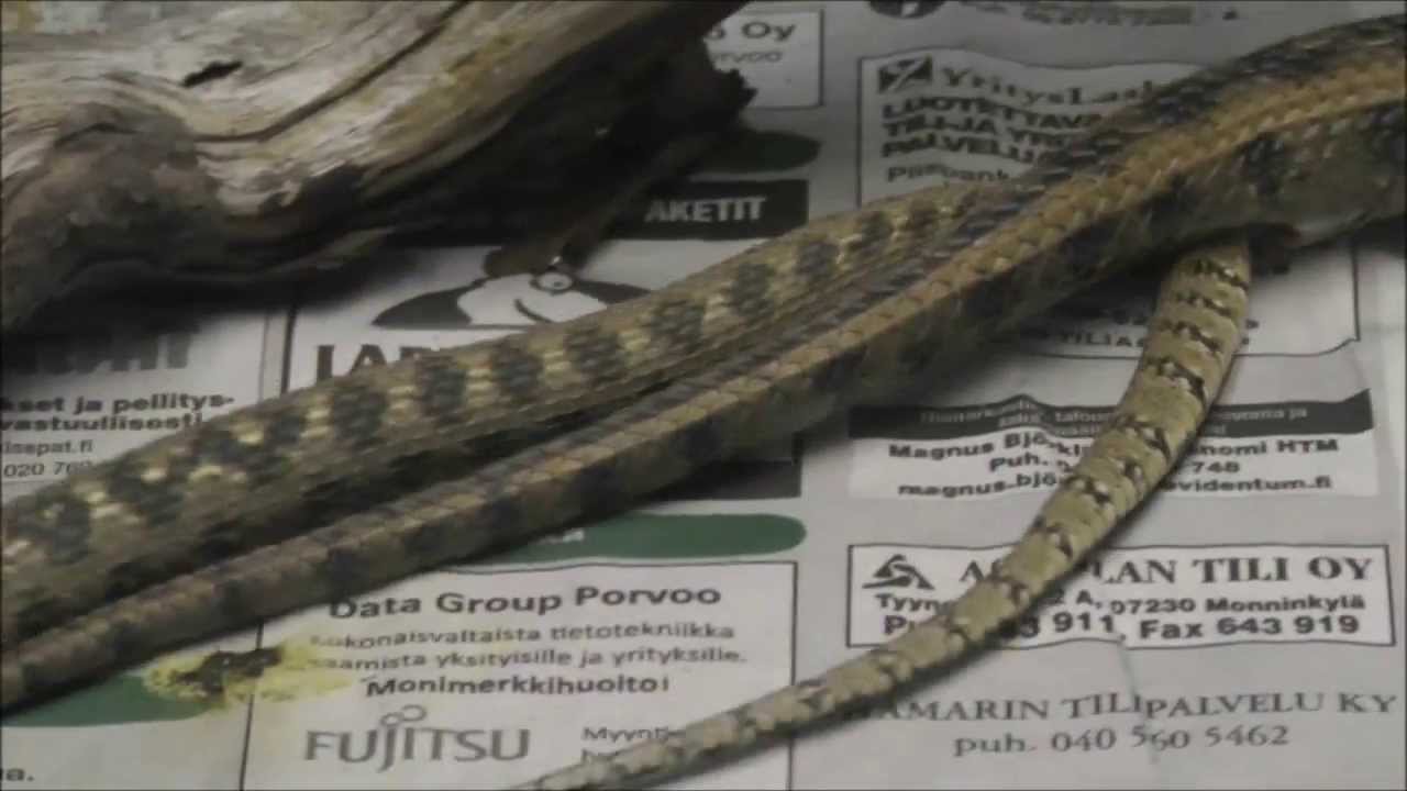 dragging movie Viperine snakes mating