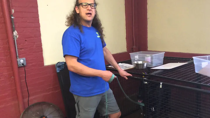 Fearful Dog Leadership Training How To Dog Training