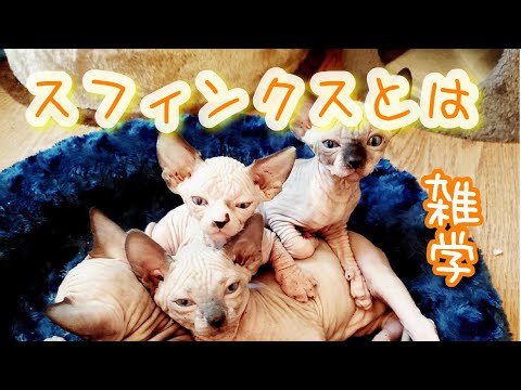 【猫】スフィンクスとは【雑学・豆知識】Spnynx