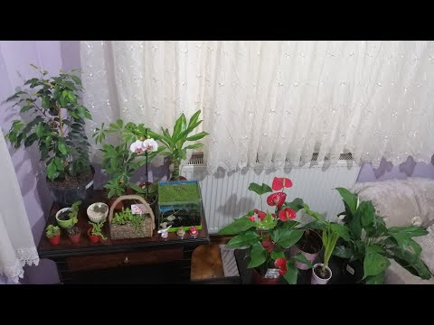 Video: Philodendron (57 Fotoğraf): Evde Iç Mekan çiçek Bakımı Ve üreme, Filodendron Tırmanma Ve Kızarma Türleri, Xanadu Ve 