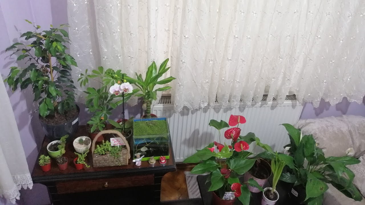 Bitkilerim /Bitki Bakımı/Çiçek Bakımı