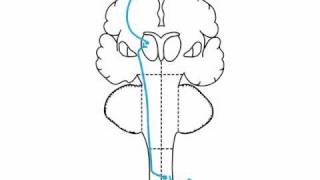 sensory examination : anatomy ; Spinothalamic