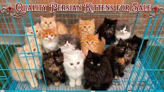Premium Quality Persian Kittens For Sale🔥🐈| Original Breed Only | Persian cats for sale | cat videos