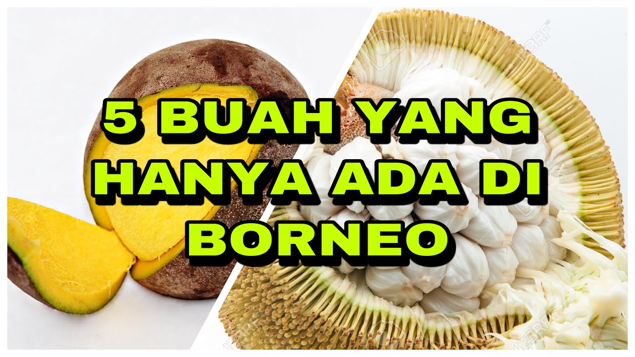 5 Buah Yang Handa Ada Di Borneo Sabah Sarawak 5 Fruits Only Have In Sabah Sarawak Youtube
