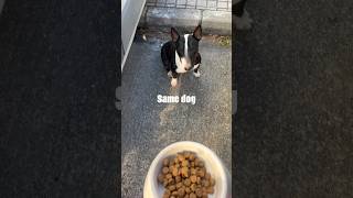 Minibullterrier 3Months Vs 3 Years