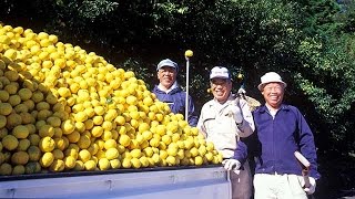 サントリー地域文化賞 高知県馬路村『馬路村 柚子のふるさと村づくり』 1分50秒