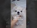 #Maltese #malteser #maltéscoreano #maltais #maltesisch #maltés #maltesebreeder #말티즈