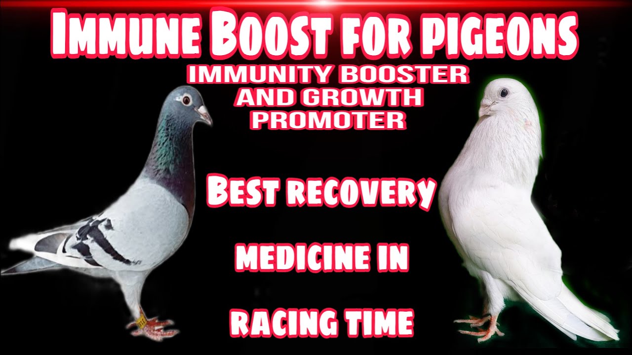 Immune Booster for pigeon tamil | புறாகளுக்கான நோய் எதிர்ப்புசக்தி  #racingpigeon #pigeon #highflyer