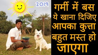 Best summer food for dogs by pomtoy anurag