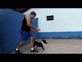 Some trainers.. Mini BULL TERRIER #bullterrier の動画、YouTube動画。