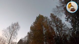 Winter cold wind in the forest. 20 minutes meditation.