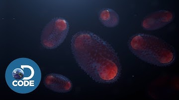 How Smallpox Infects the Body