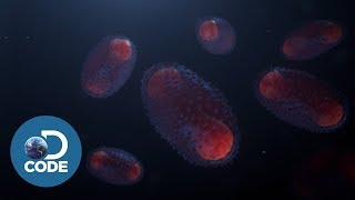 How Smallpox Infects The Body