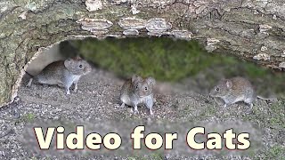 Videos for Cats to Watch Mice  Mouse Under The Bridge